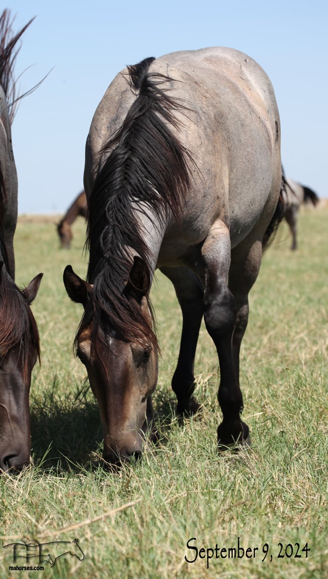 Plenty Dinero MA's 2023 Roan Stallion